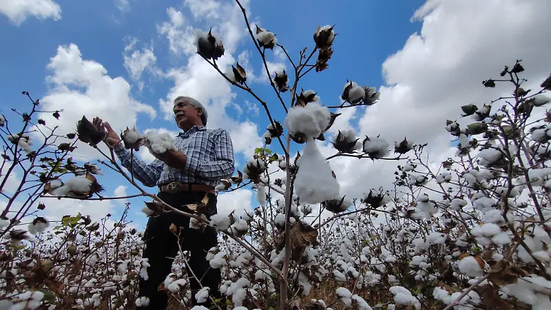 Agricultores buscan alternativas para impulsar nuevamente la producción de algodón en Tamaulipas 